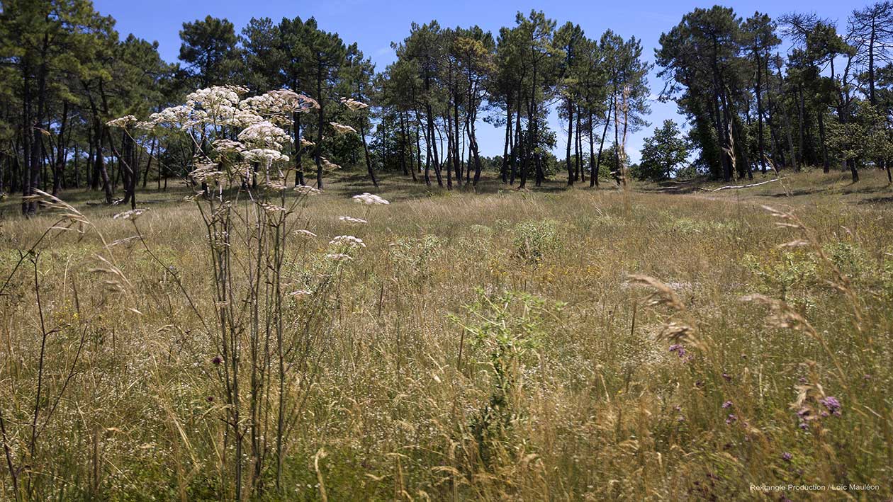 Luttez Contre Les Plantes Exotiques Envahissantes Agenda Nature