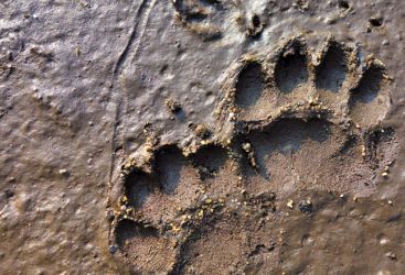 Petits pas sur les traces d’animaux