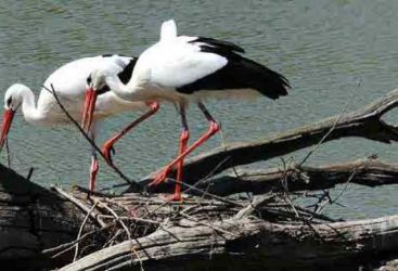 Le passage des oiseaux migrateurs