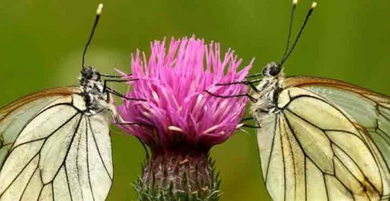 A la recherche des papillons