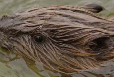 Sur les traces du Castor en Indre