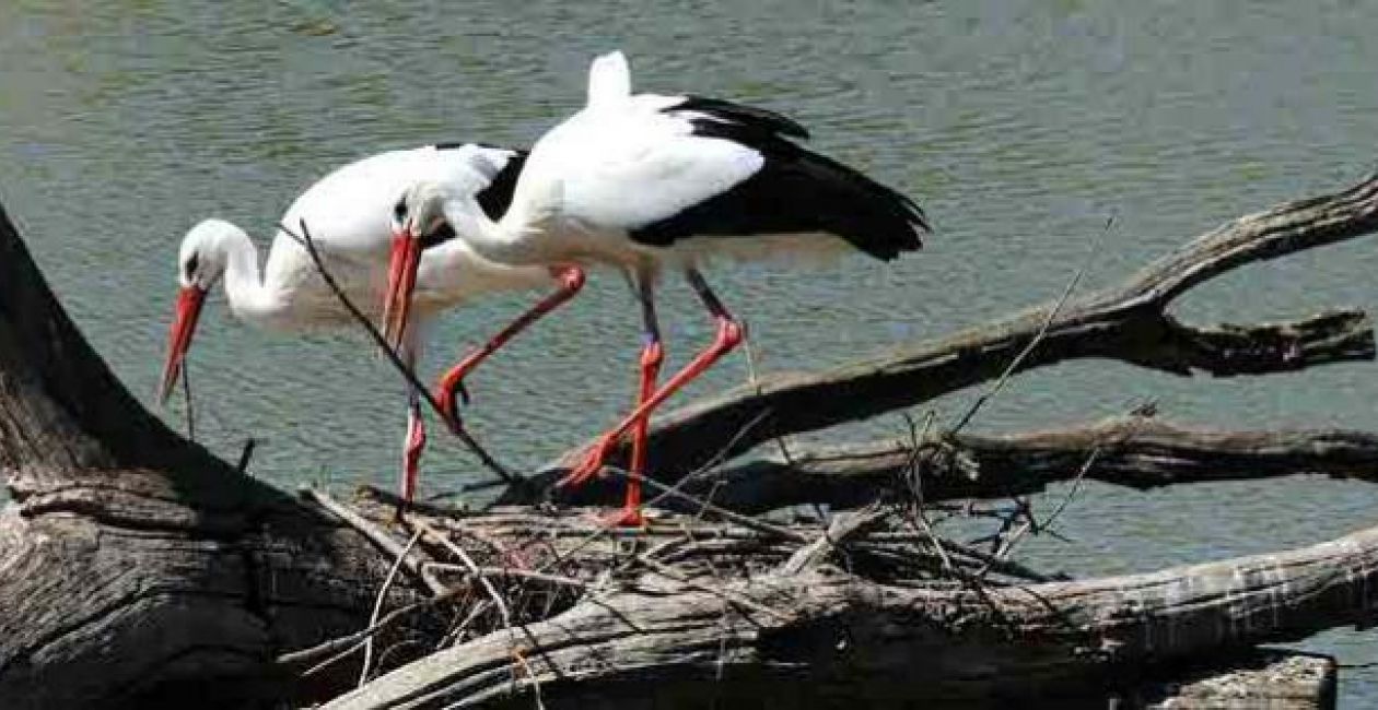 Le passage des oiseaux migrateurs