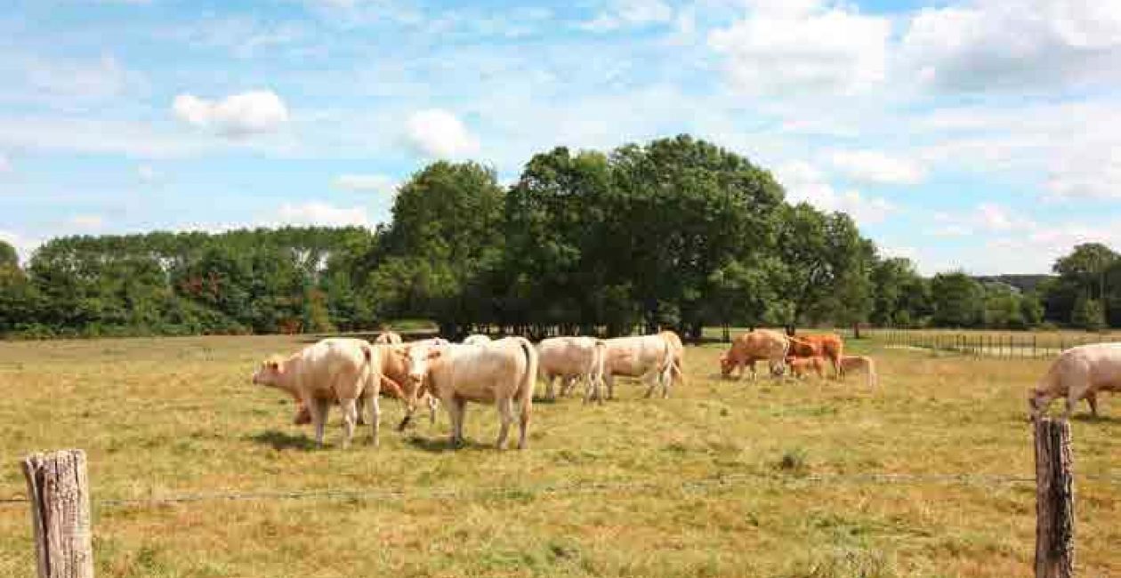 Rencontre avec un agriculteur et ses vaches aux Prairies du Roy