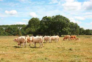 Rencontre avec un agriculteur et ses vaches aux Prairies du Roy