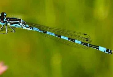 À la découverte des libellules