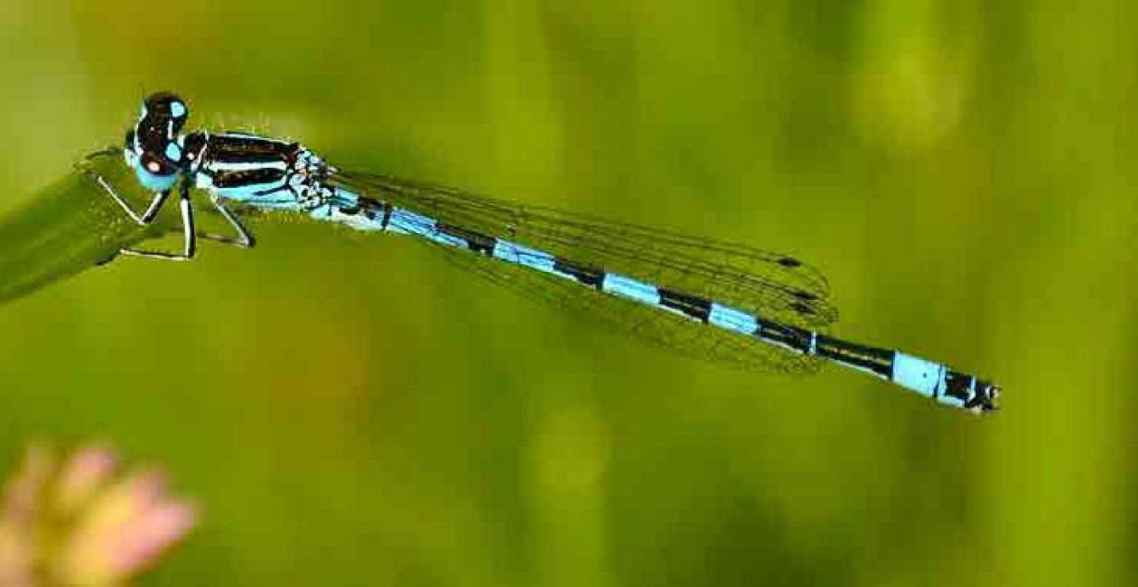 À la découverte des libellules