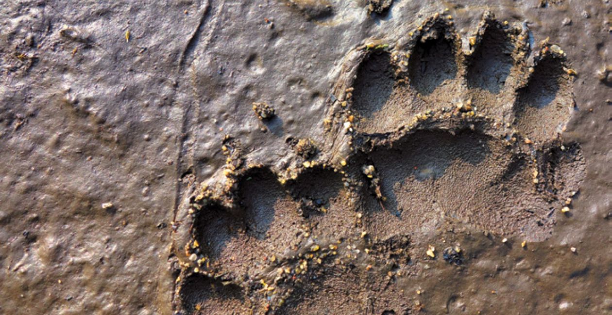 Petits pas sur les traces d’animaux