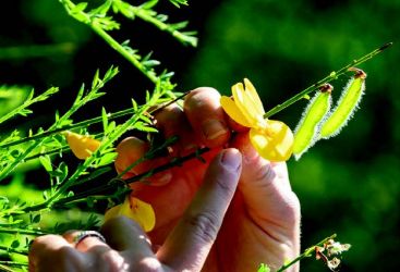 Stage de découverte des plantes sauvages comestibles et médicinales