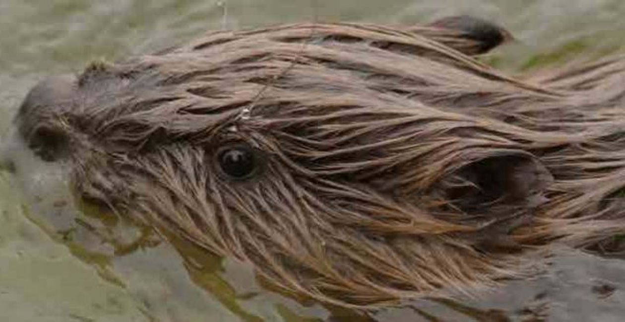 Sur les traces du Castor en Indre