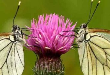 A la recherche des papillons