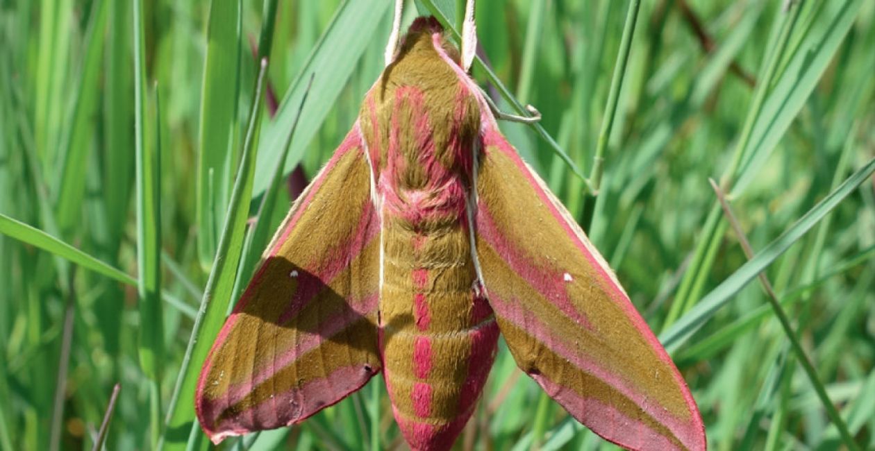 Les papillons de nuit