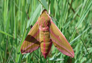 Les papillons de nuit
