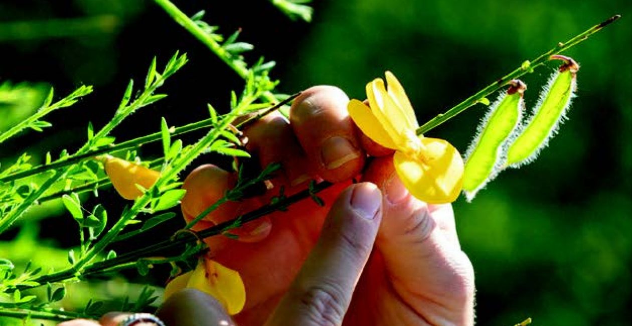 Stage de découverte des plantes sauvages comestibles et médicinales