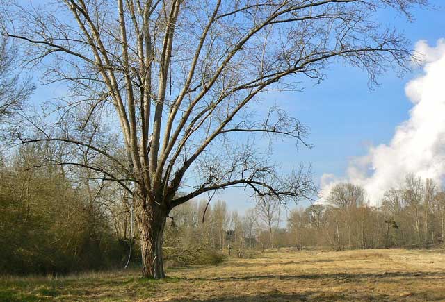 Bois Chétif