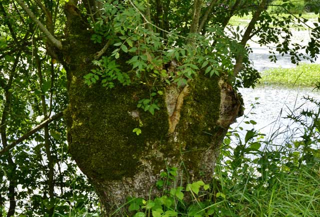 Bardeaux de l'Indre