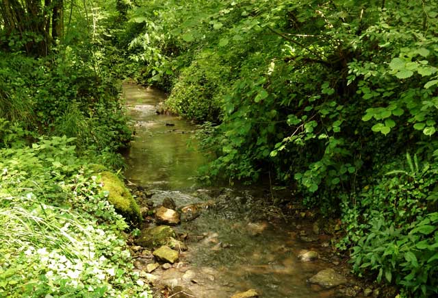 Eperon barré de Murat