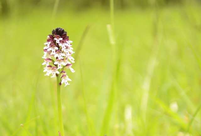 Eperon barré de Murat