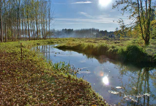 Marais de Taligny