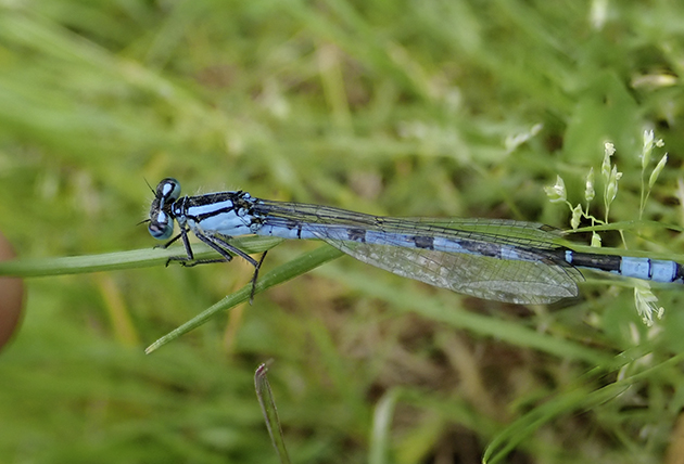 Etang de l'Archevêque