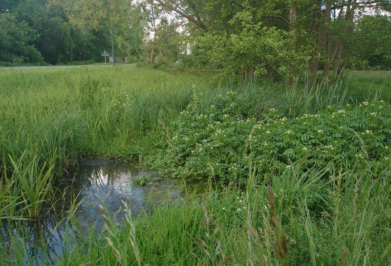 Lac de Rillé - Pincemaille